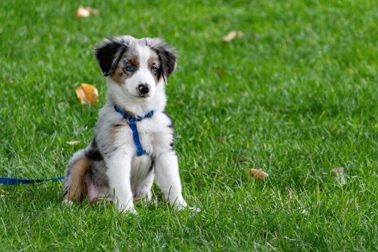 Puppy Safety: Essential Tips for a Safe Home